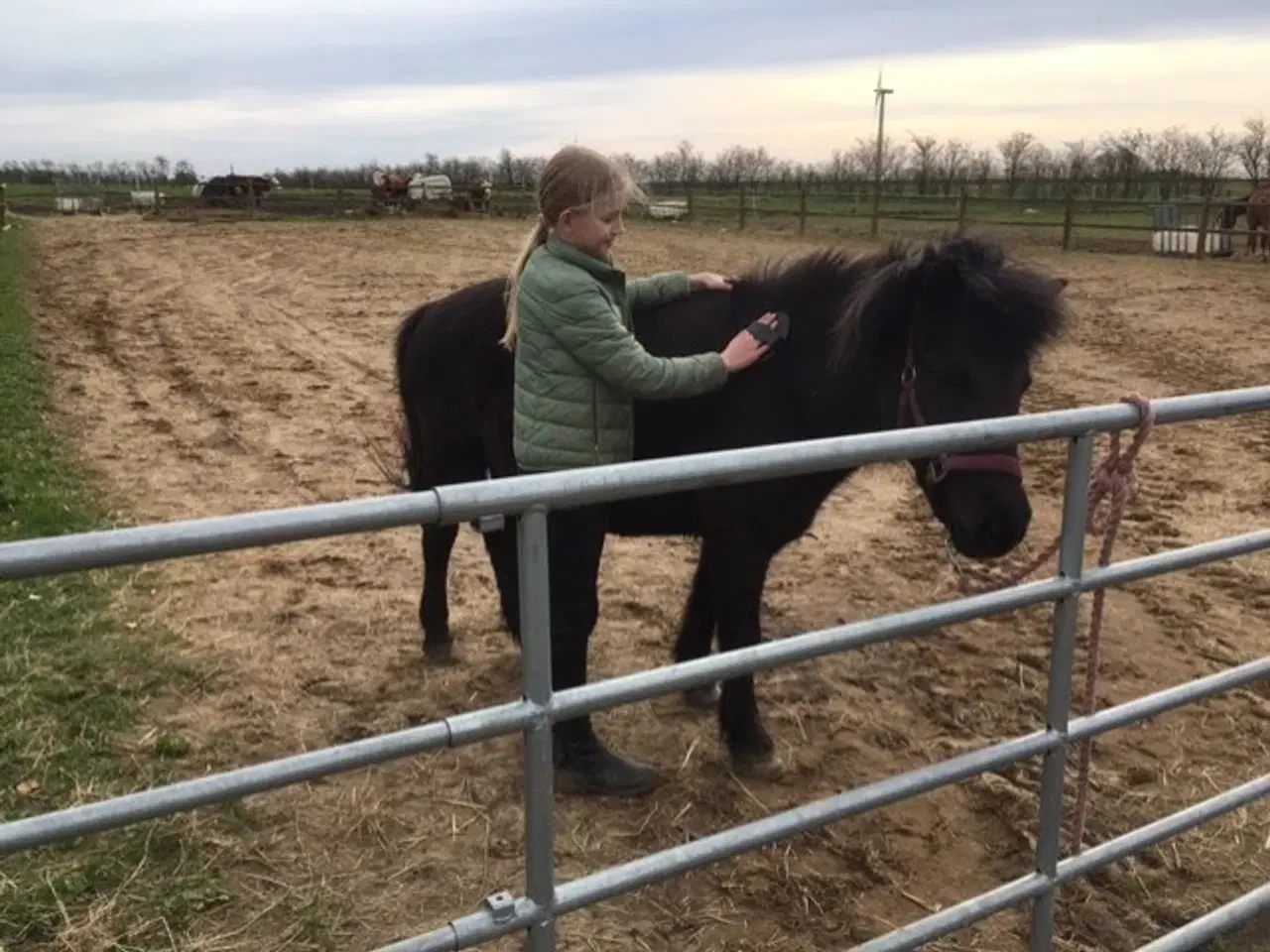 Billede 10 - Skøn turpony søger nyt hjem