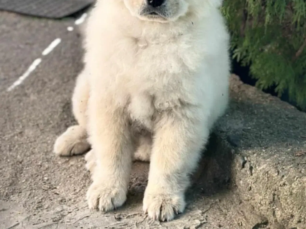 Billede 2 - Smuk Chow Chow han – 6 måneder, sund og legesyg 🐾