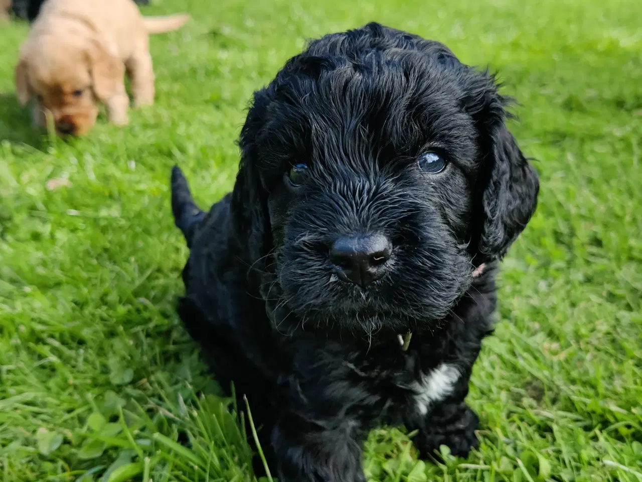 Billede 5 - Cockapoo hvalpe F1