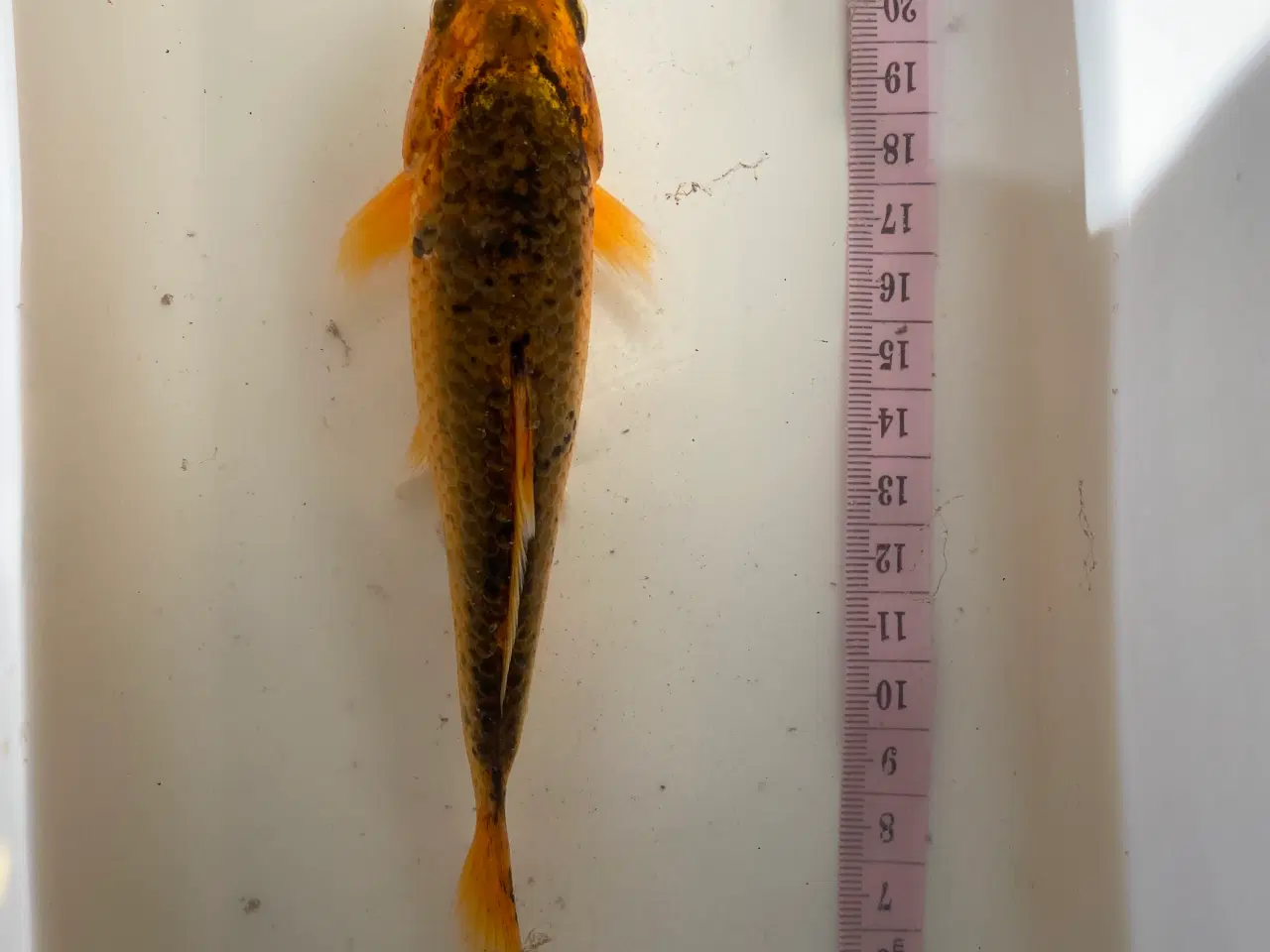 Billede 4 - Koi karper 