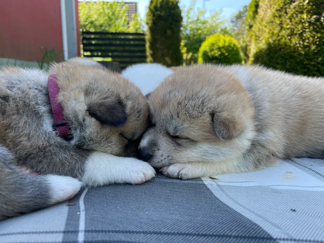 Billede 9 - Akita Inu hvalpe