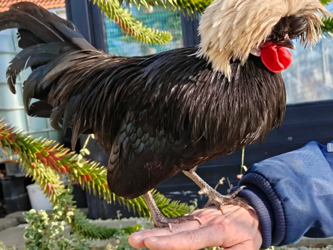 Billede 3 - Toppede hollændere dværg hanner