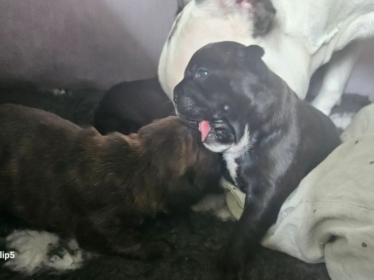 Billede 13 - Fransk bulldog hvalpe