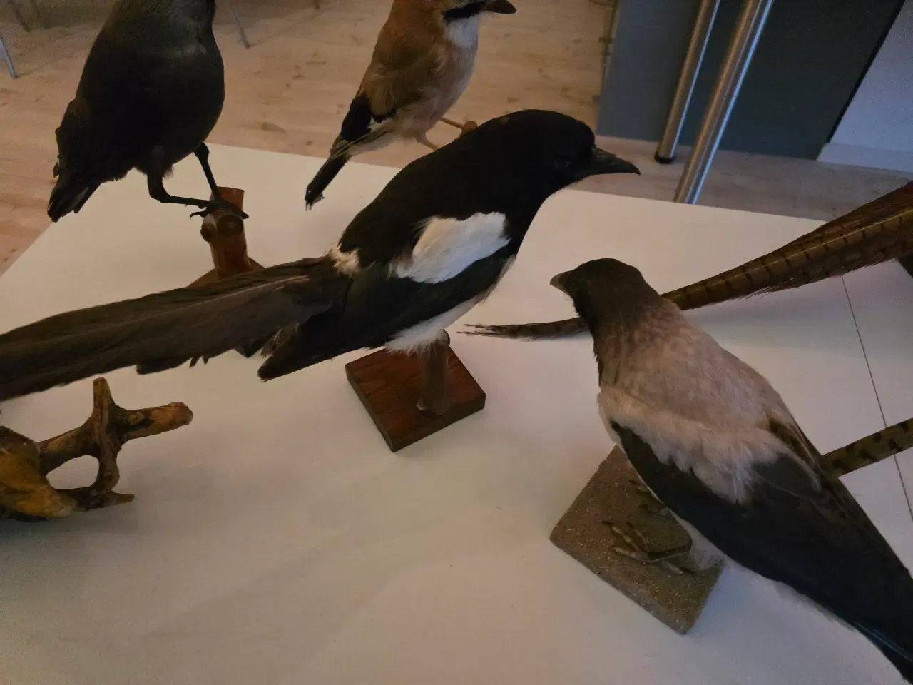 Billede 7 - Fasaner, Kragefugle og due, samlet eller opdelt