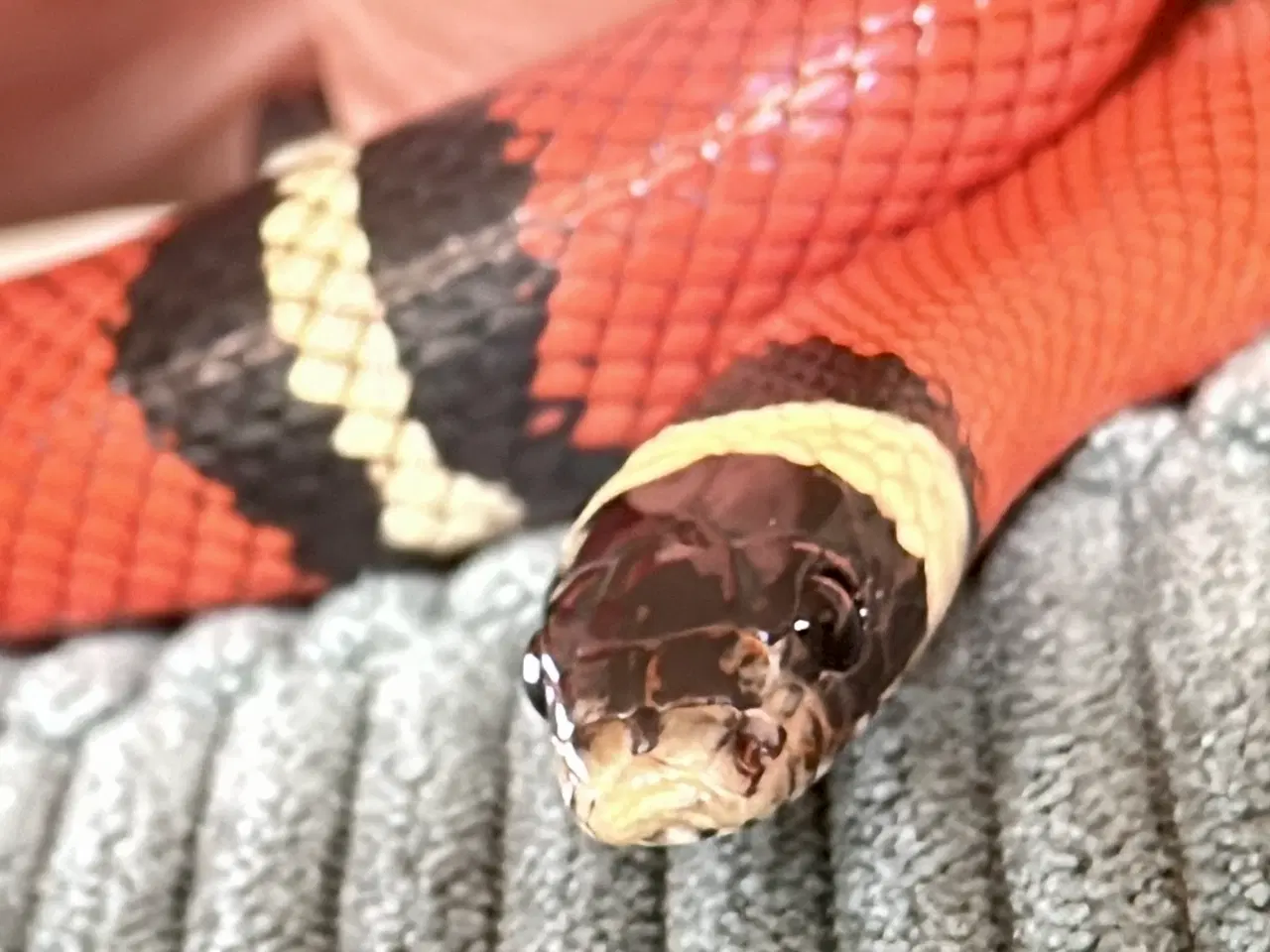 Billede 3 - Sinaloan Milk Snake / Sinaloae kongesnog / Lamprop