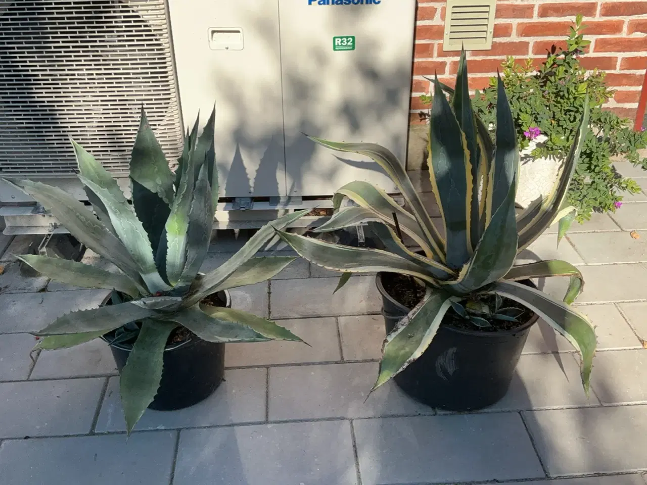 Billede 1 - Stor agave