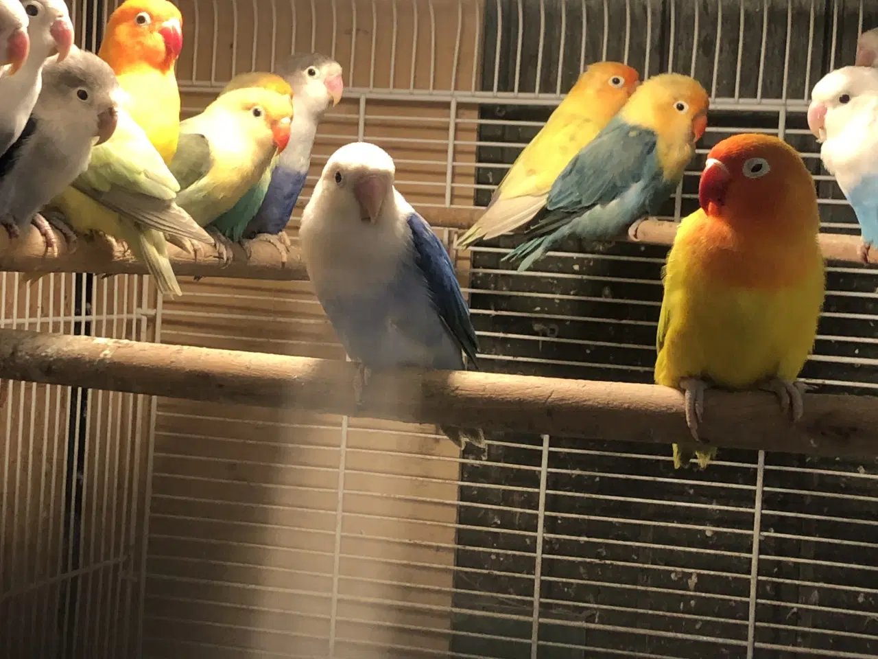 Billede 3 - Rødhovedet dværgpapegøjer