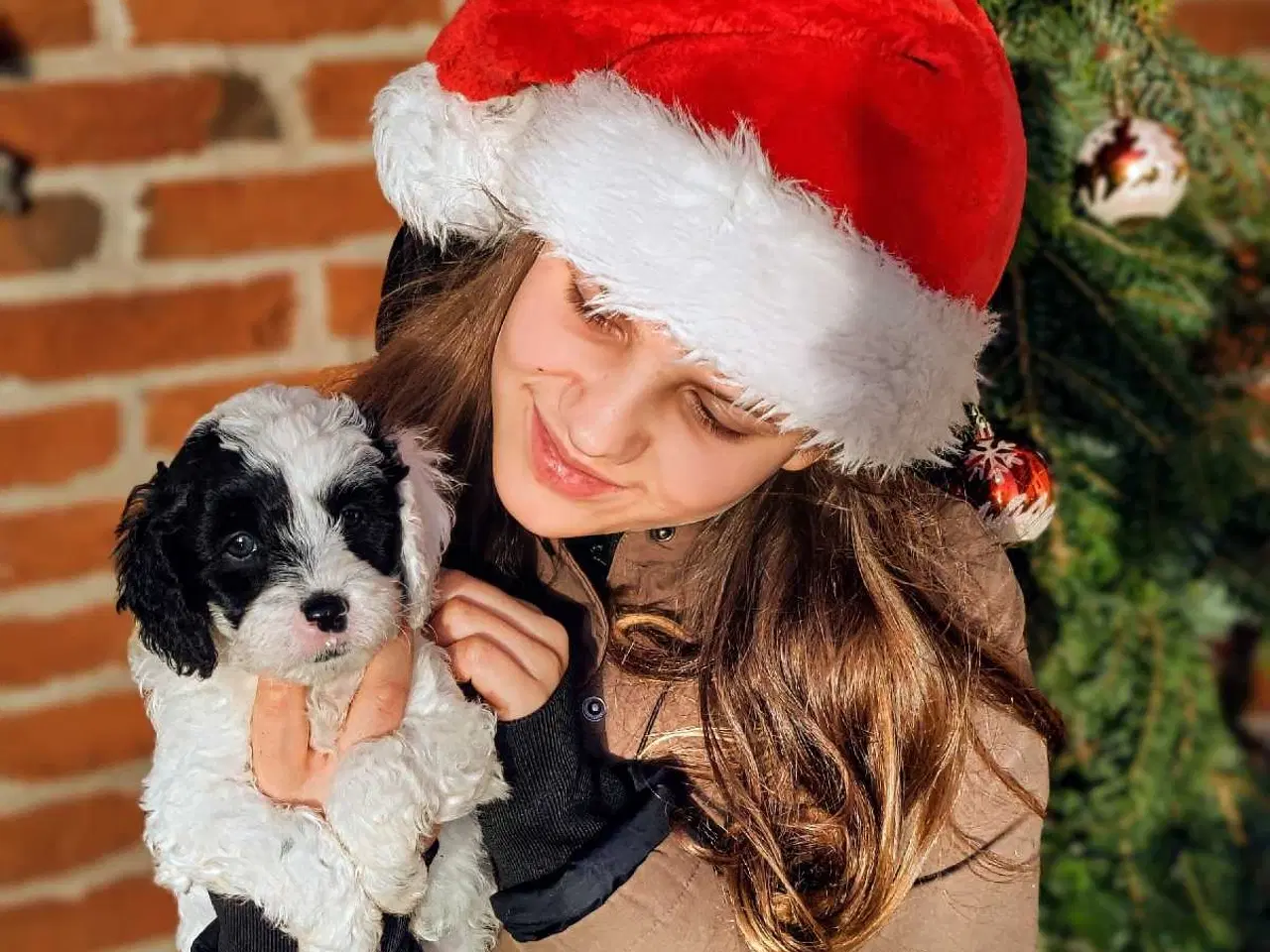 Billede 6 - Skønne cavapoo 1b julehvalpe