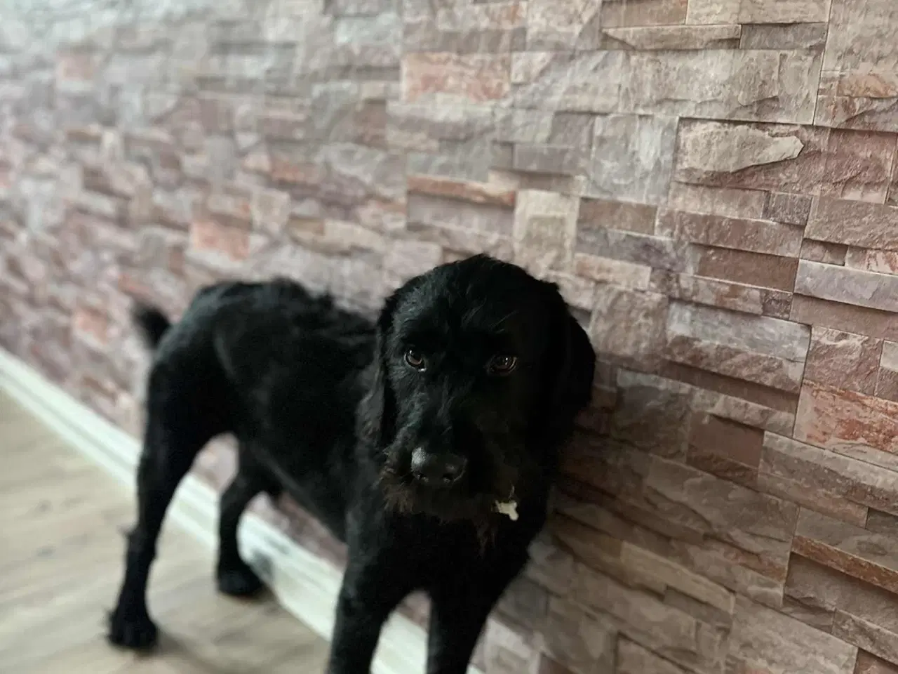Billede 3 - hanhund til avl 4år gammel
