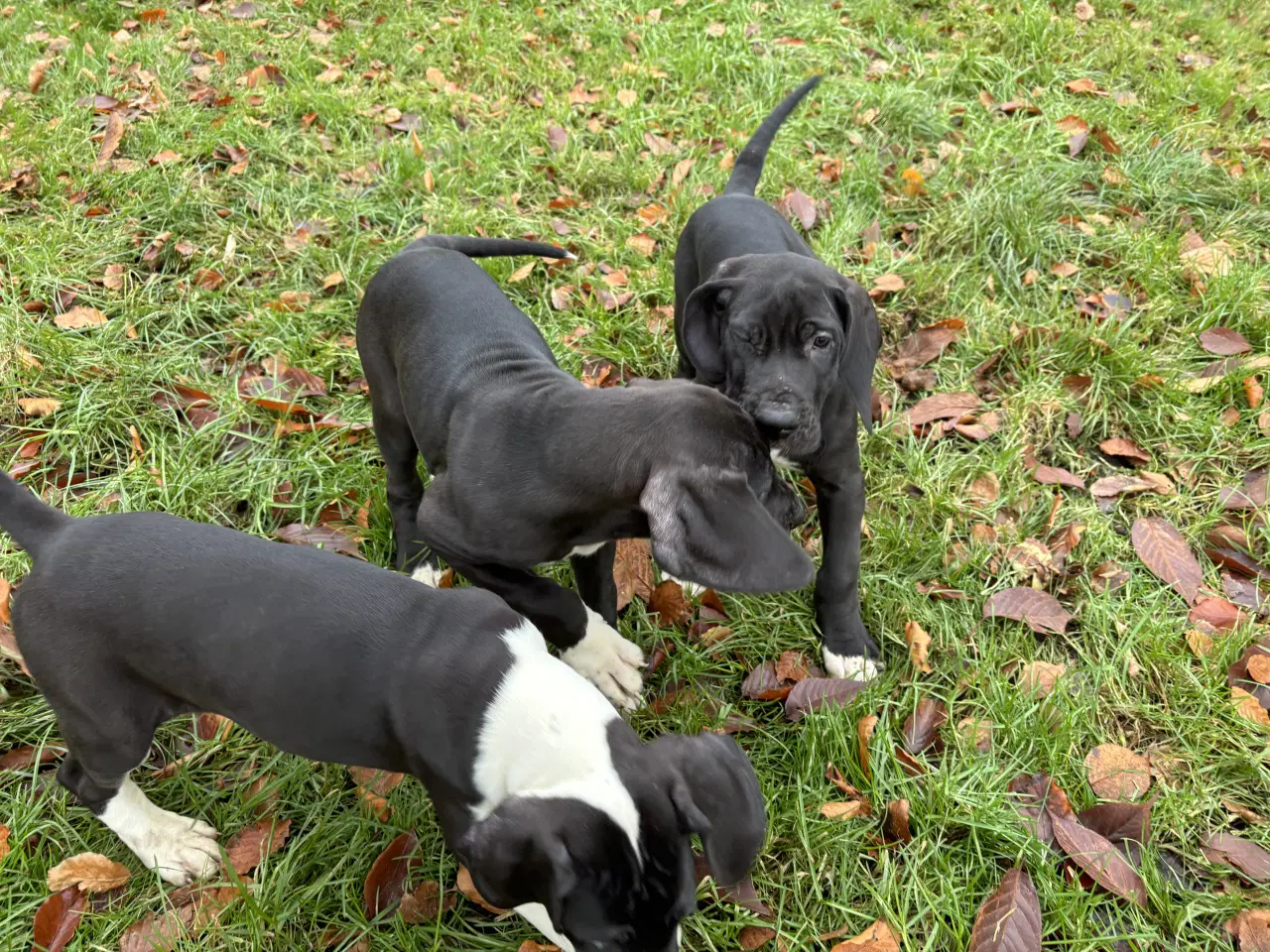 Billede 15 - Grand Danois hvalpe