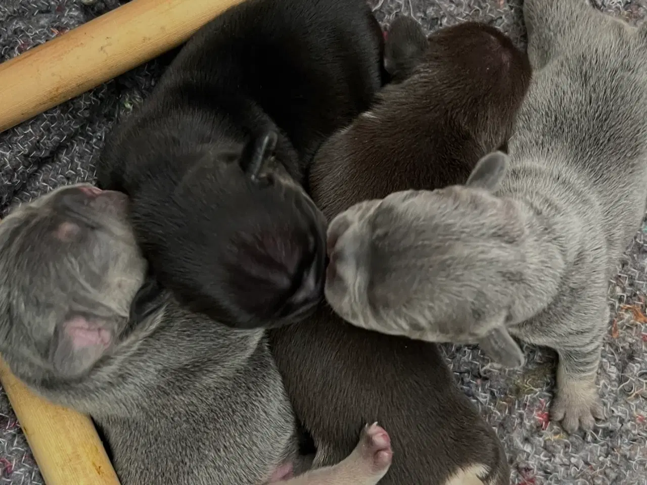 Billede 13 - Fransk bulldoghvalpe  pragteksemplar af forældre.