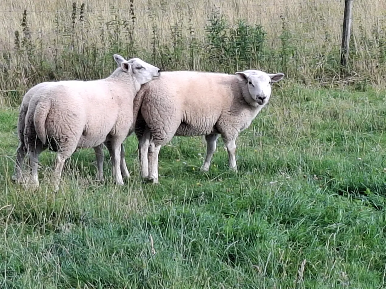 Billede 2 - Texel lam