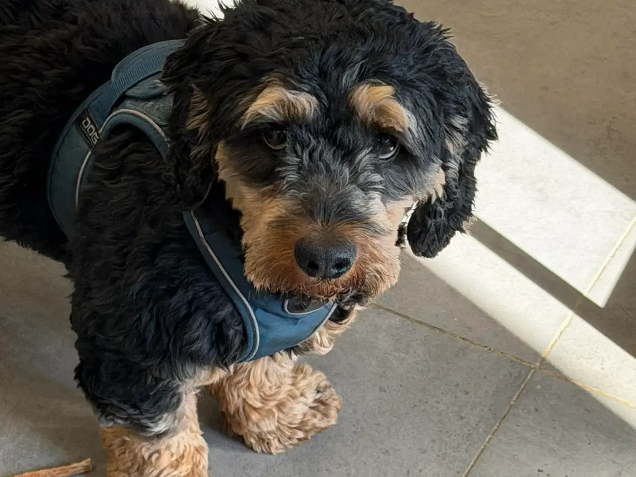 Billede 13 - 🐾 Søde Balder søger sit helt rette hjem 🐾