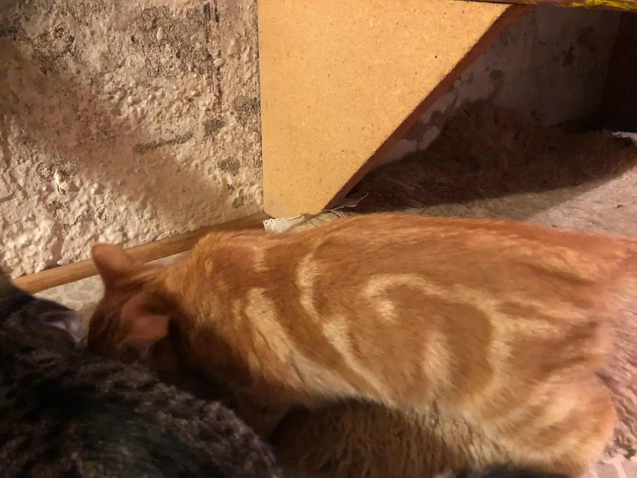 Billede 8 - Killinger søger nye hjem