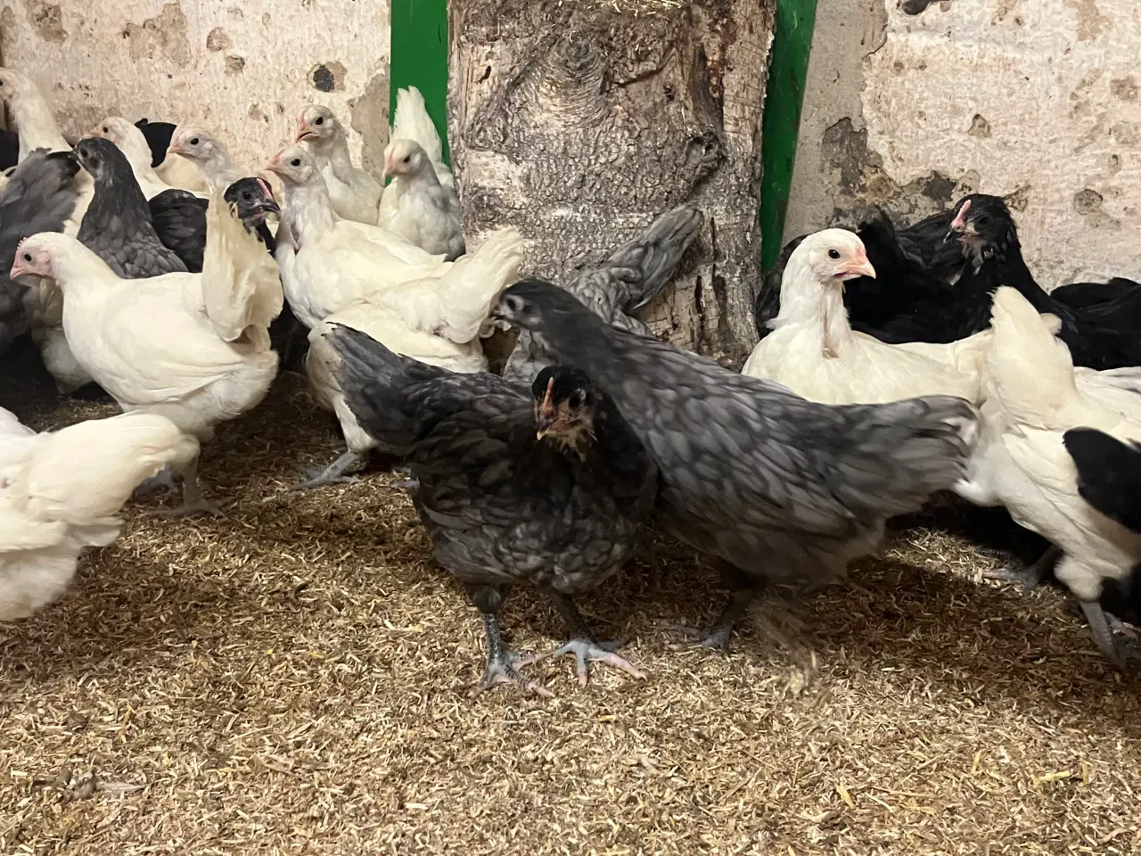 Billede 2 - Blårandet Australorps kyllinger i stor