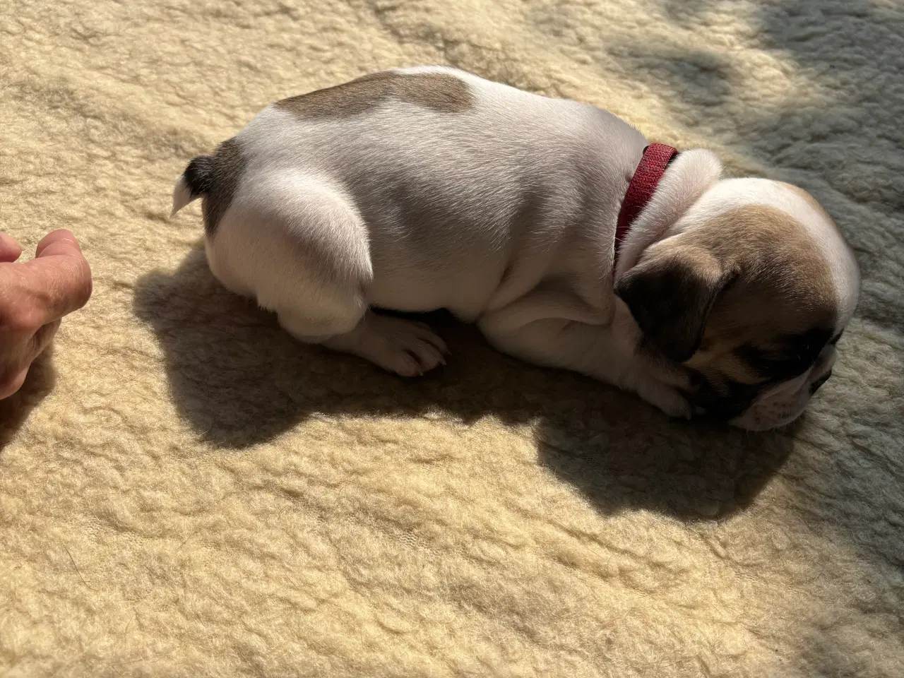 Billede 9 - Franske bulldog hvalpe