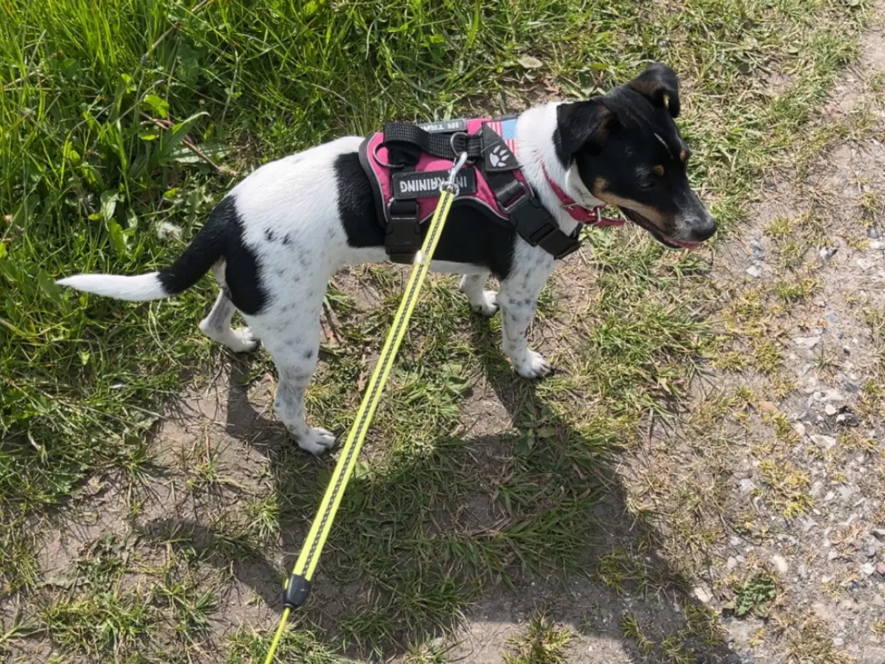 Billede 1 - Dansk svensk gårdhund 