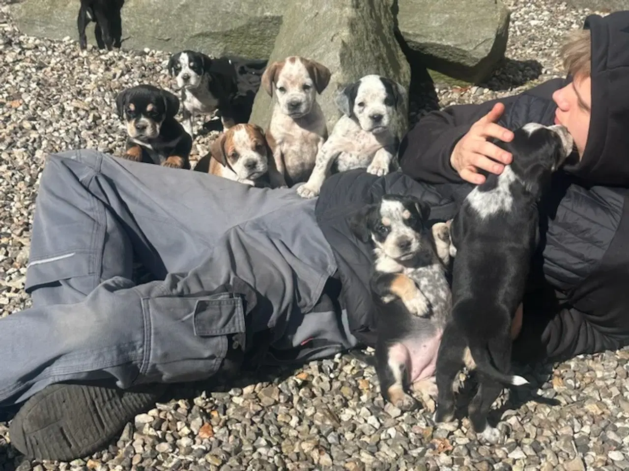 Billede 1 - Cocker spaniel/bull dog hvalpe 