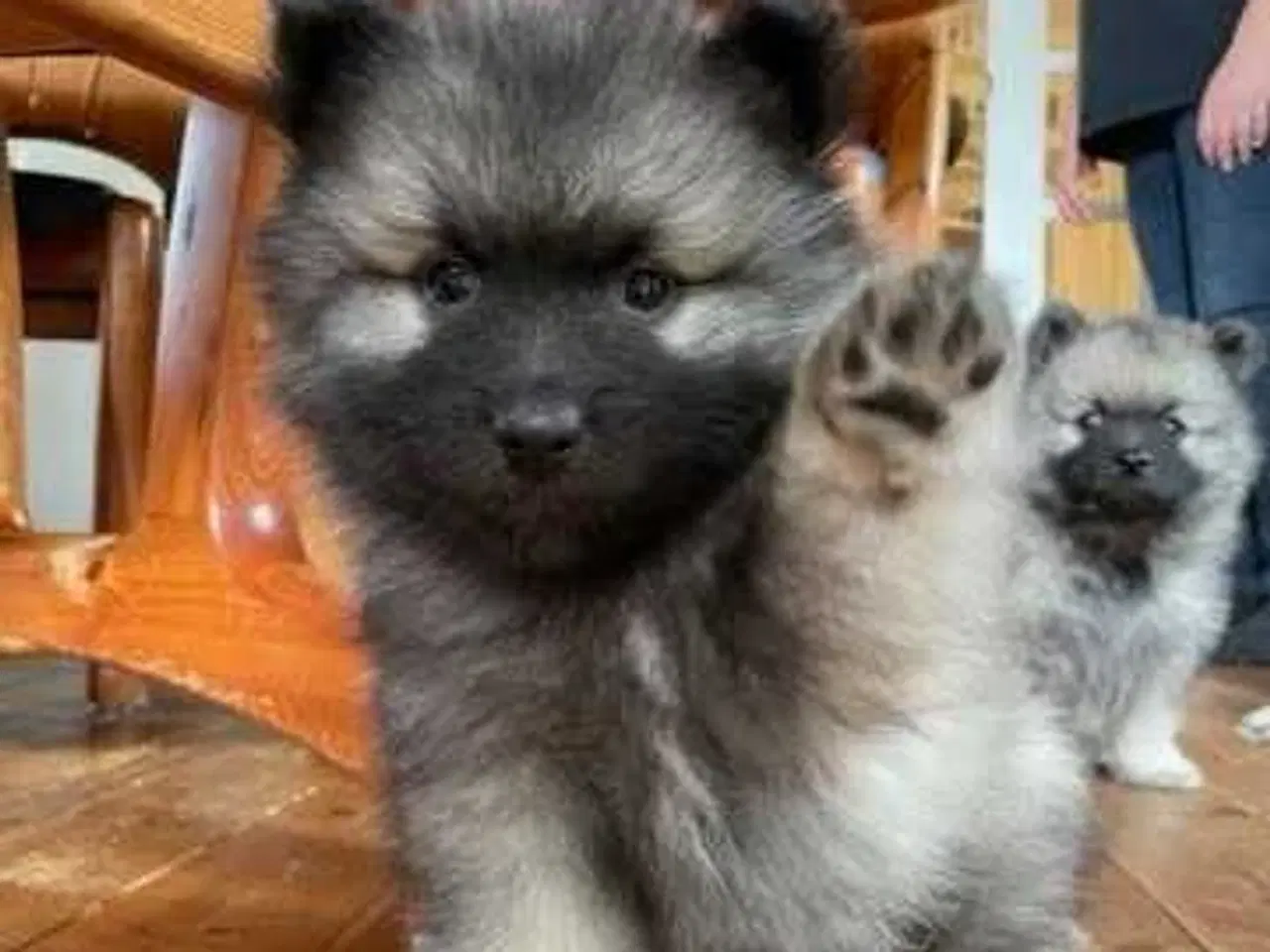 Billede 1 - Keeshond hvalpe