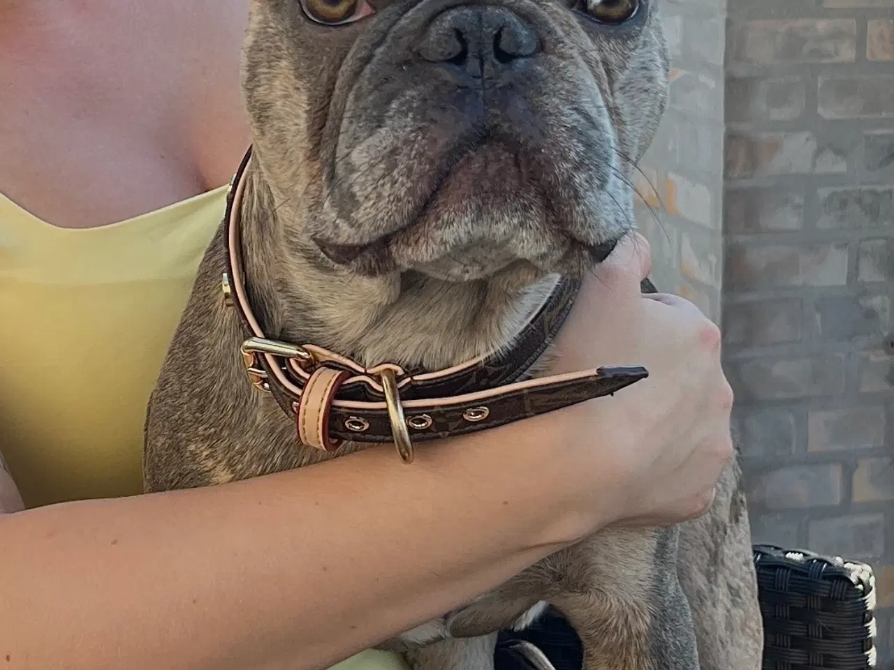 Billede 2 - Fransk Bulldog til parring🐾🩵