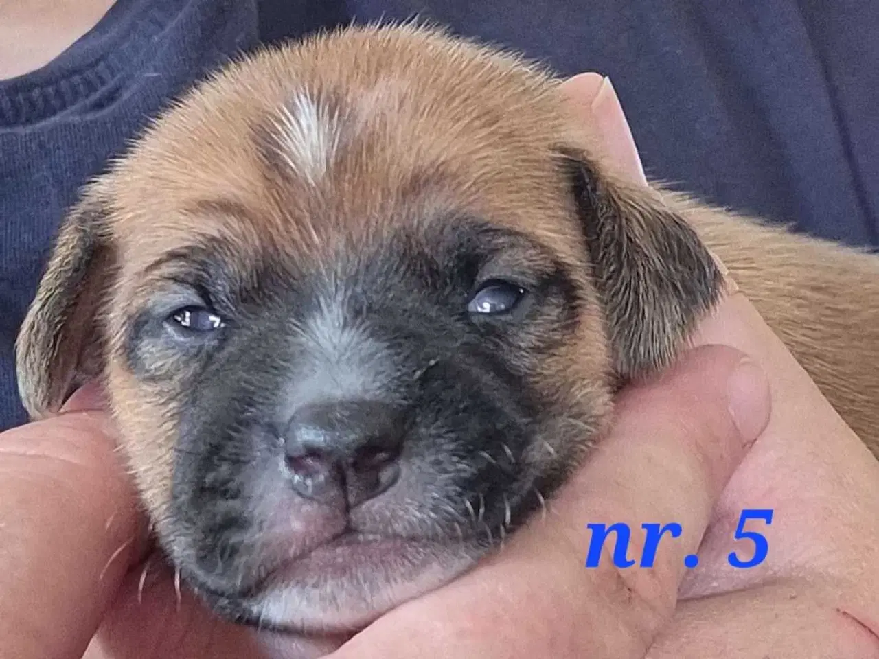 Billede 7 - Dansk svensk gårdhunde hvalpe