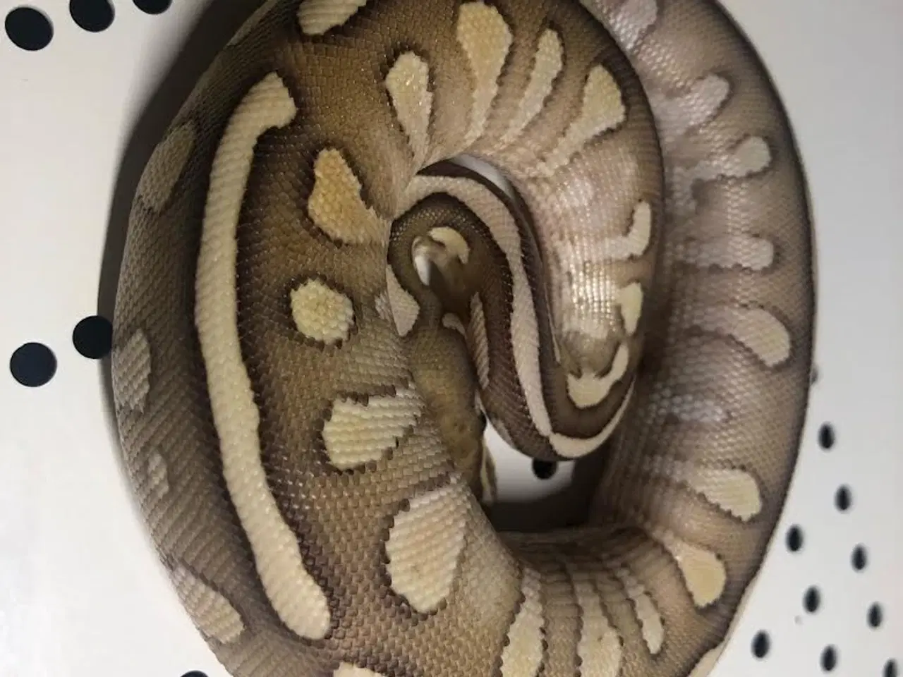 Billede 3 - Butter Fire Yellow Belly - 100% het .........