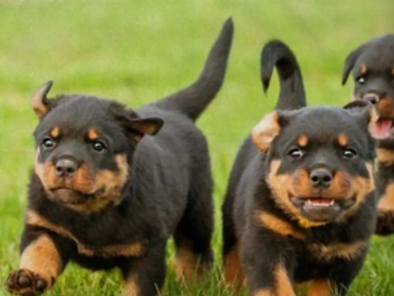 Billede 4 - Søde Hundehvalpe klar til at flytte!