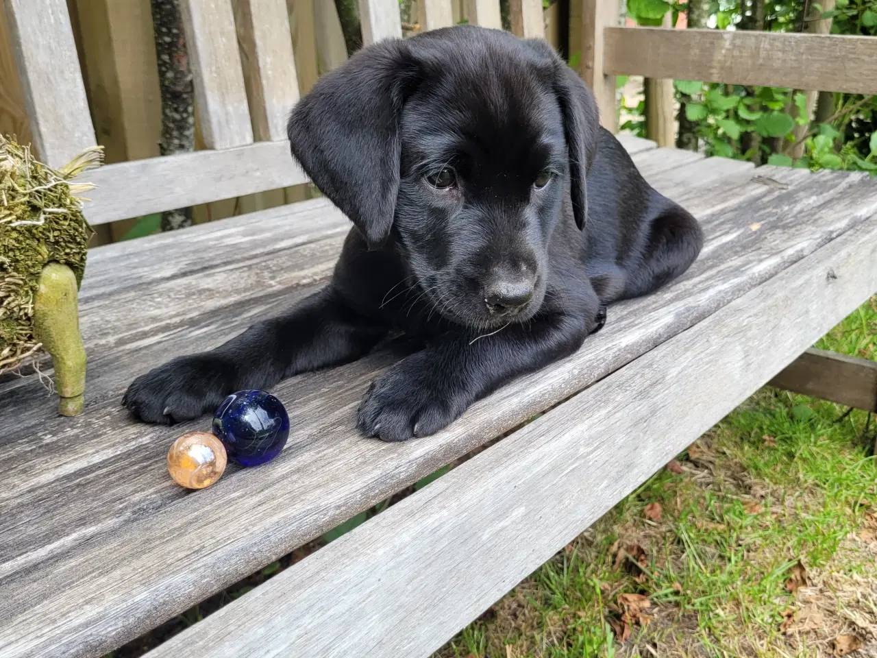 Billede 3 - Labrador formel 1 hunde hvalpe tæve 