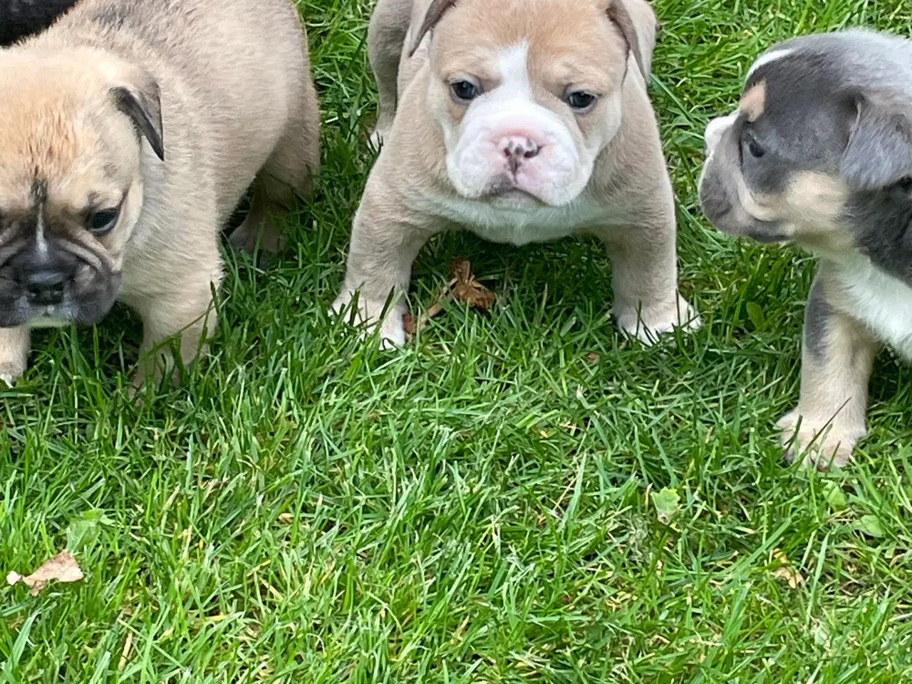 Billede 6 - New english bulldog