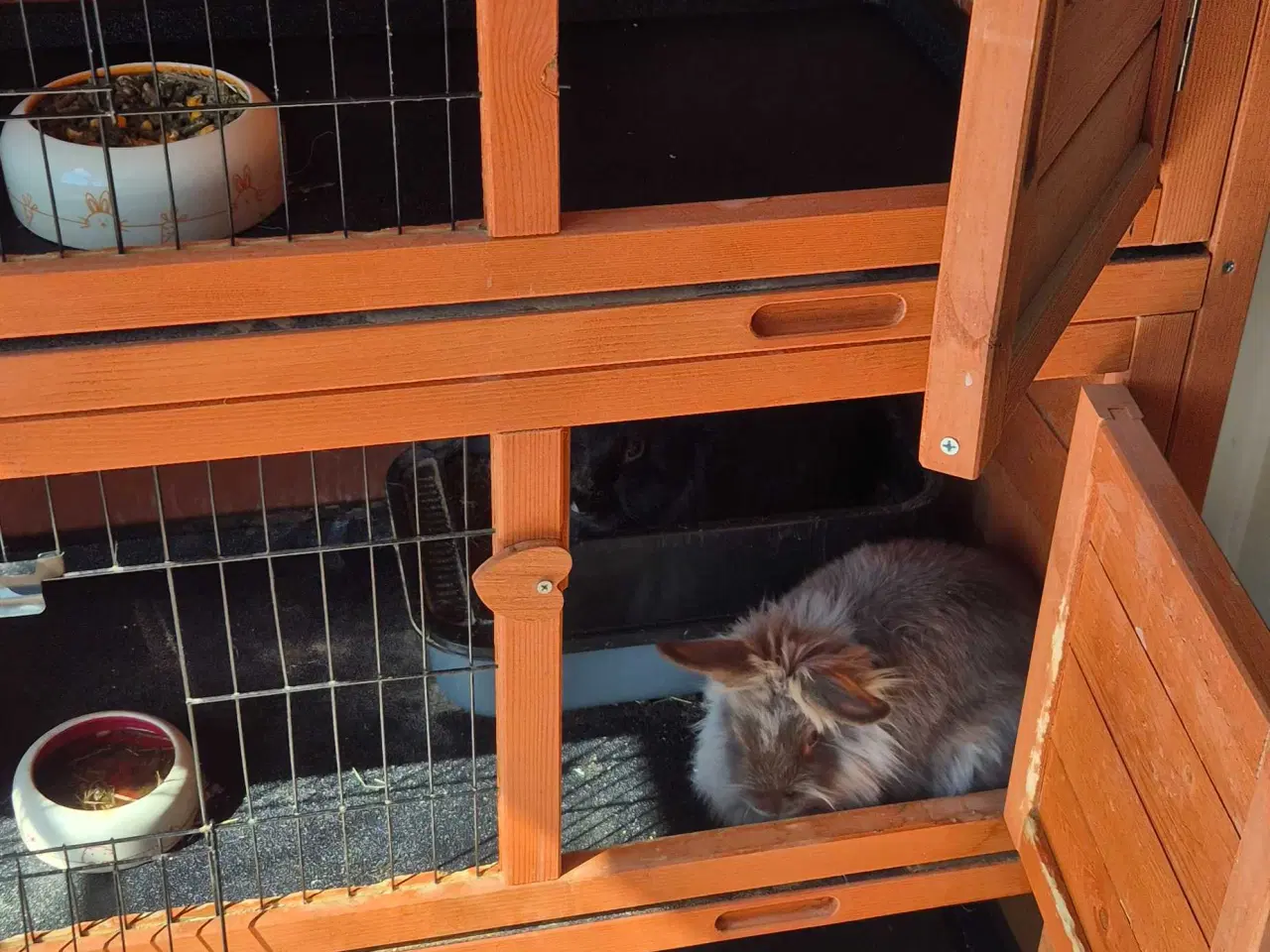 Billede 2 - kaniner til sælg med tilbehør.