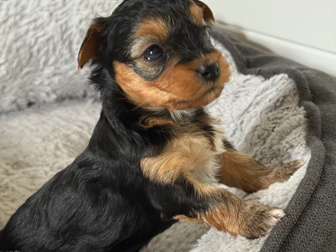 Billede 12 - Yorkshire Terrier Hvalpe