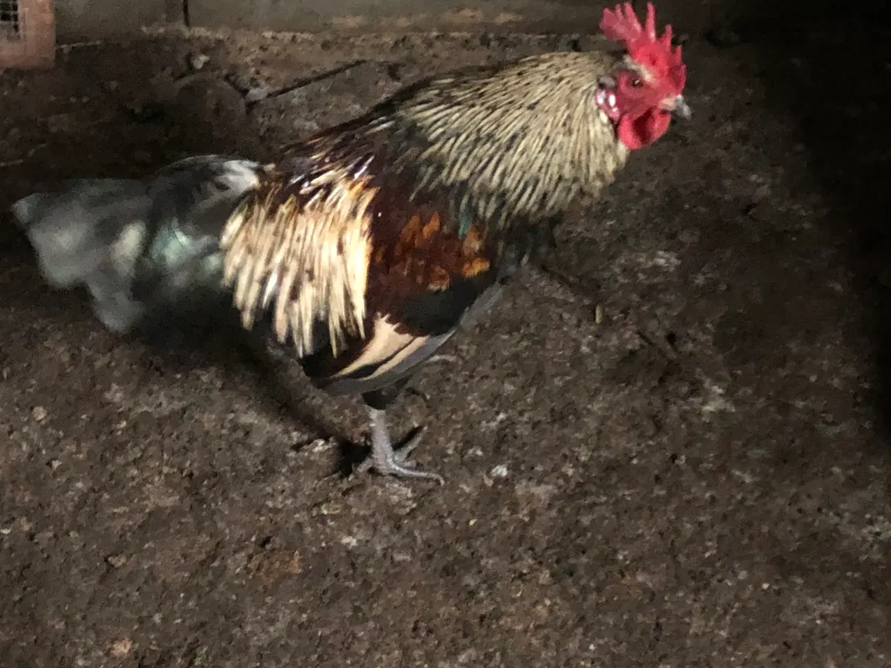 Billede 4 - 1.1 hane og høne fra 2025