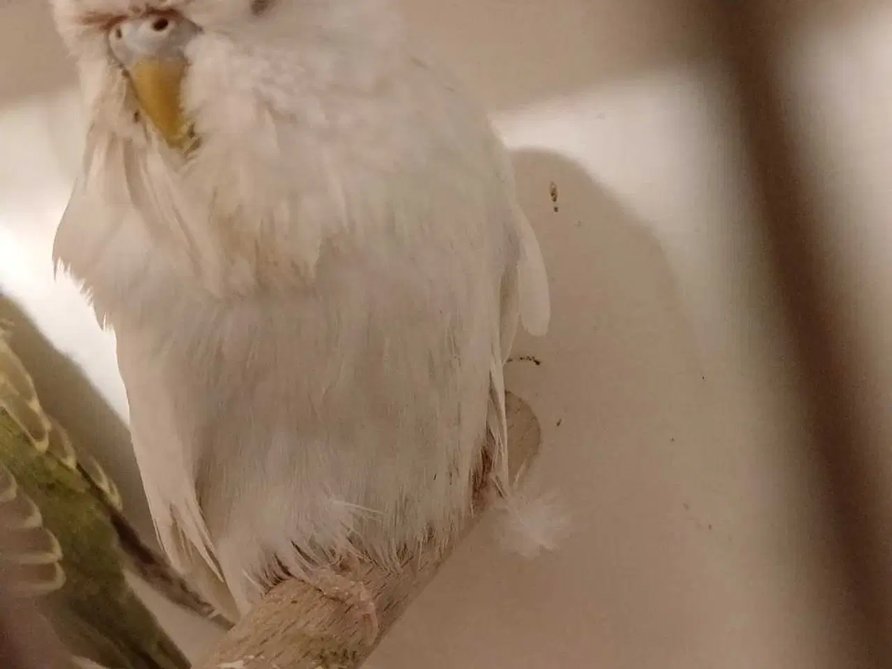 Billede 3 - Engelske undulater