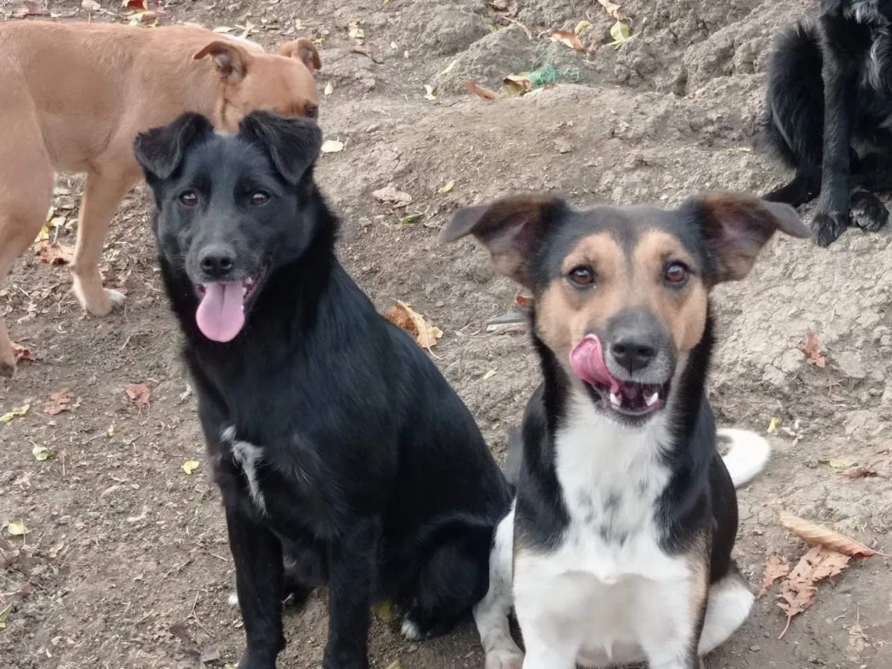 Billede 6 - Negra - Glad mild unghund 