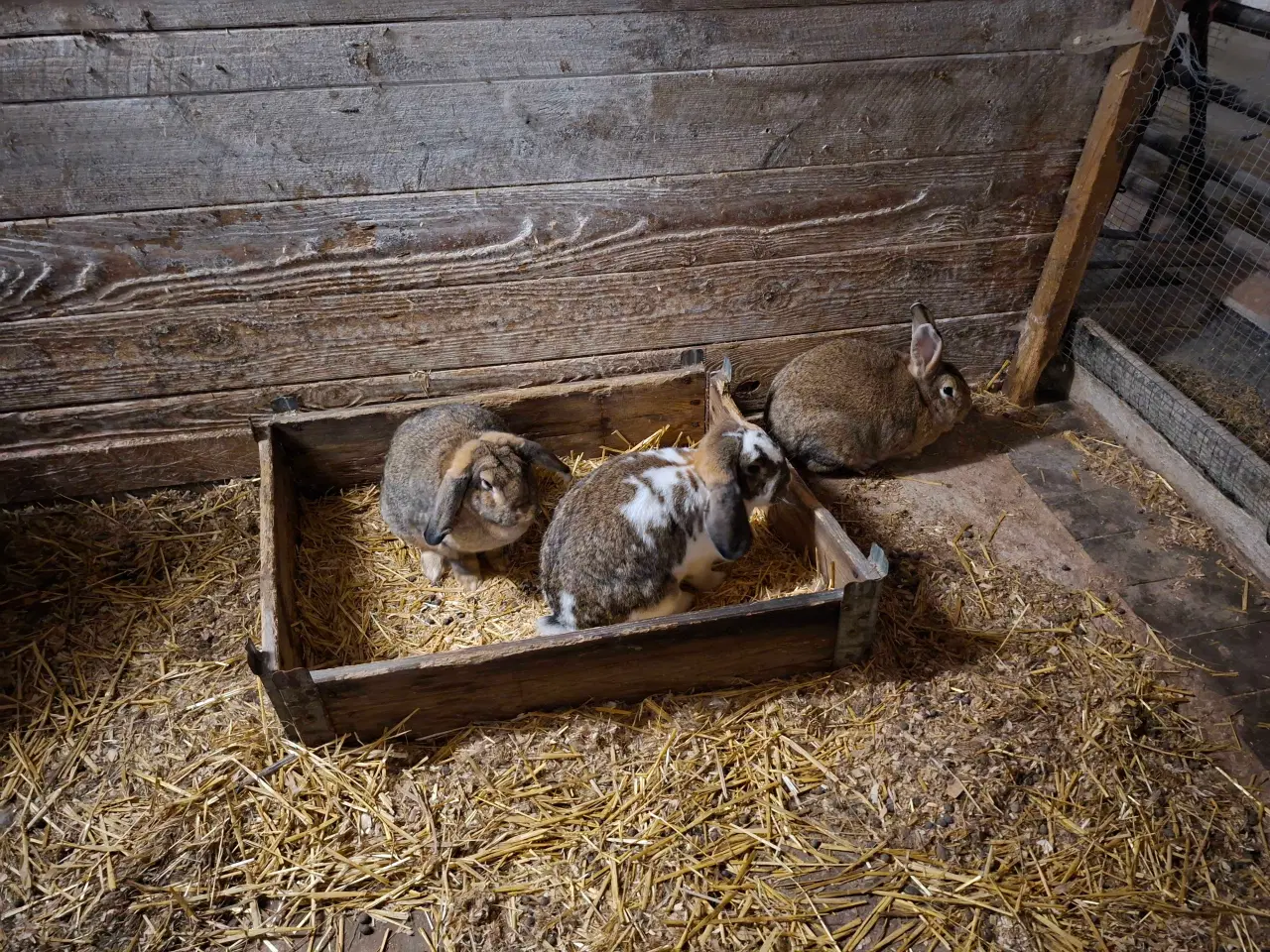 Billede 3 - Store kaniner klar til avl.