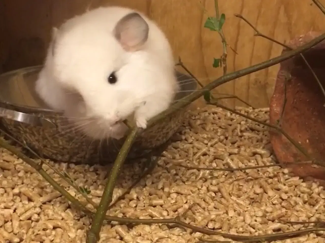 Billede 14 - Rpa og Rpac ( Angora) chinchillaer søger nyt hjem 
