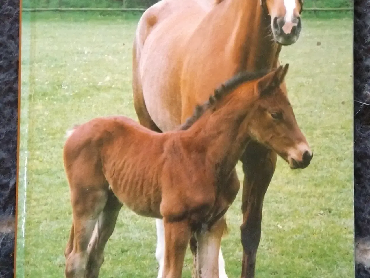 Billede 9 - Kæmpe samling Wendy-Penny-Min hest mm
