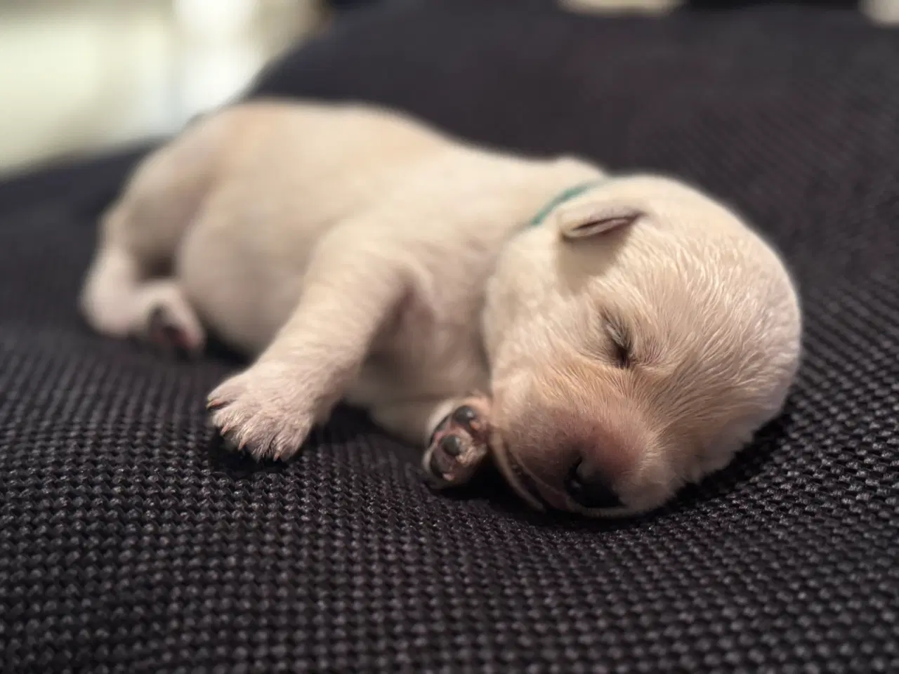 Billede 8 - Lækker hvide hvalpe 