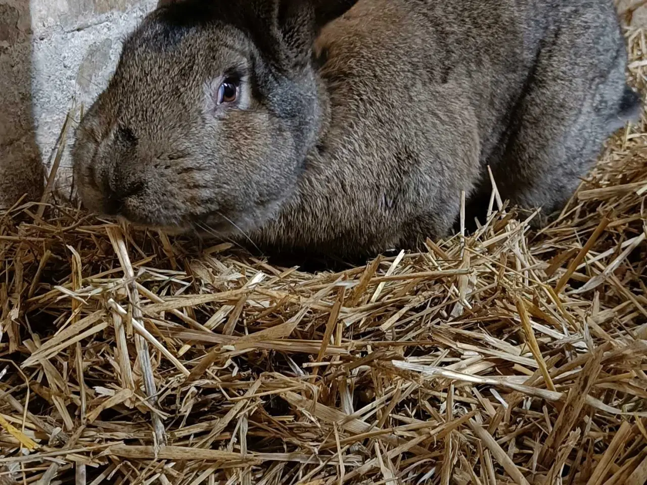 Billede 4 - Stor han Belgisk Kæmpe