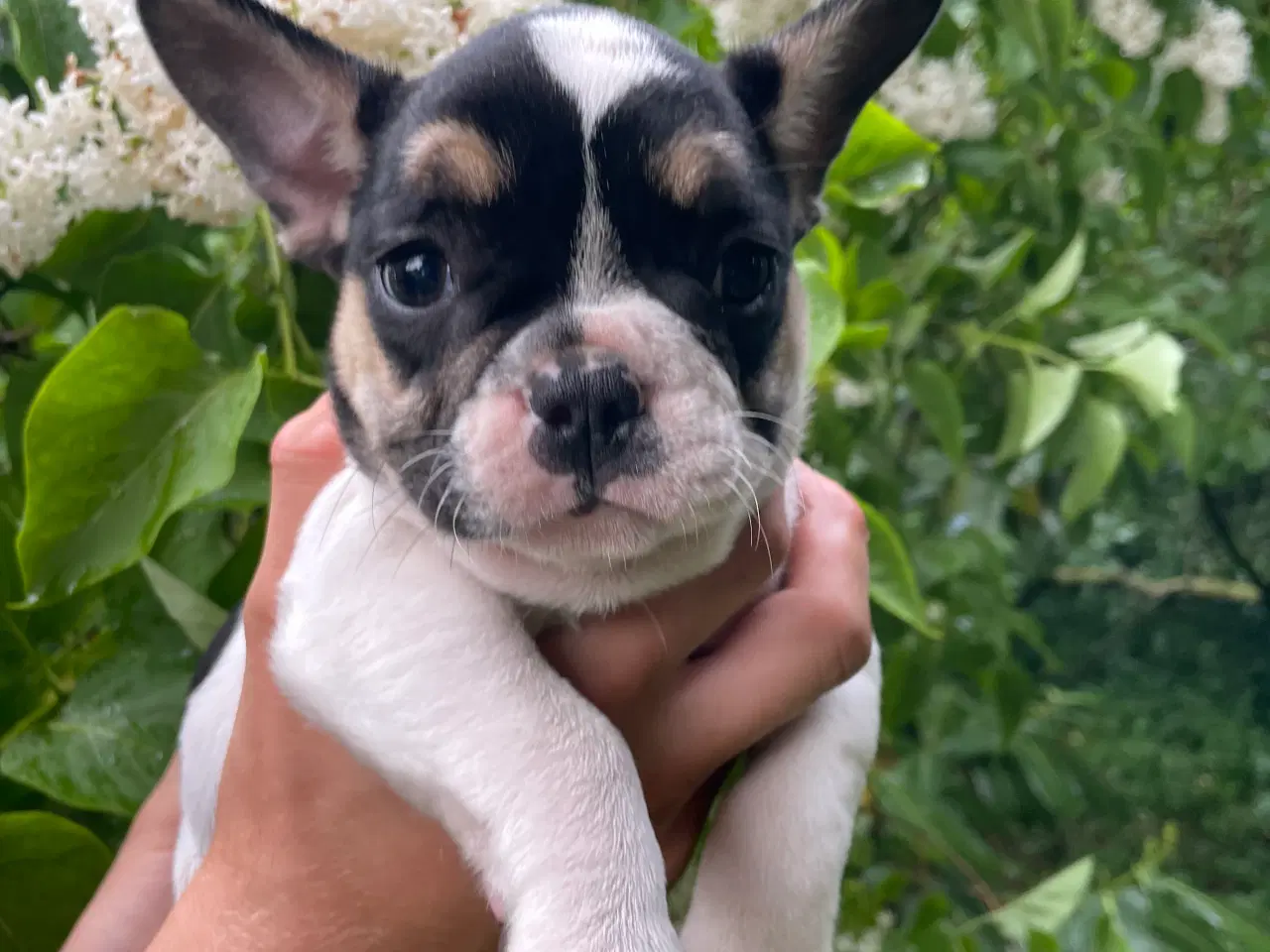 Billede 3 - Franske bulldog hvalpe rejseklare NU