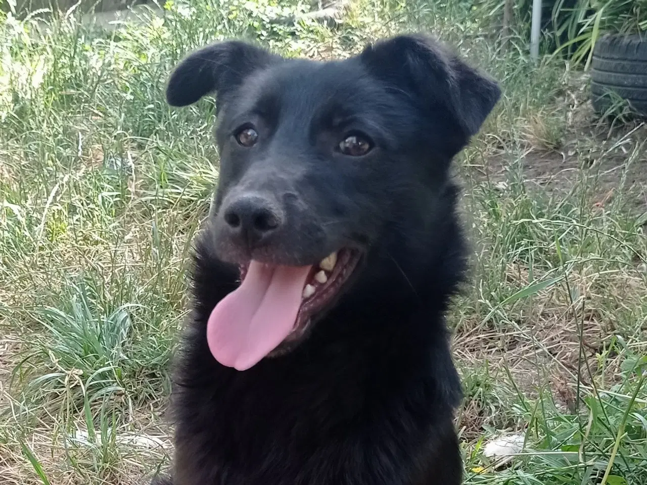 Billede 1 - Negra - super glad lille kærlig pige