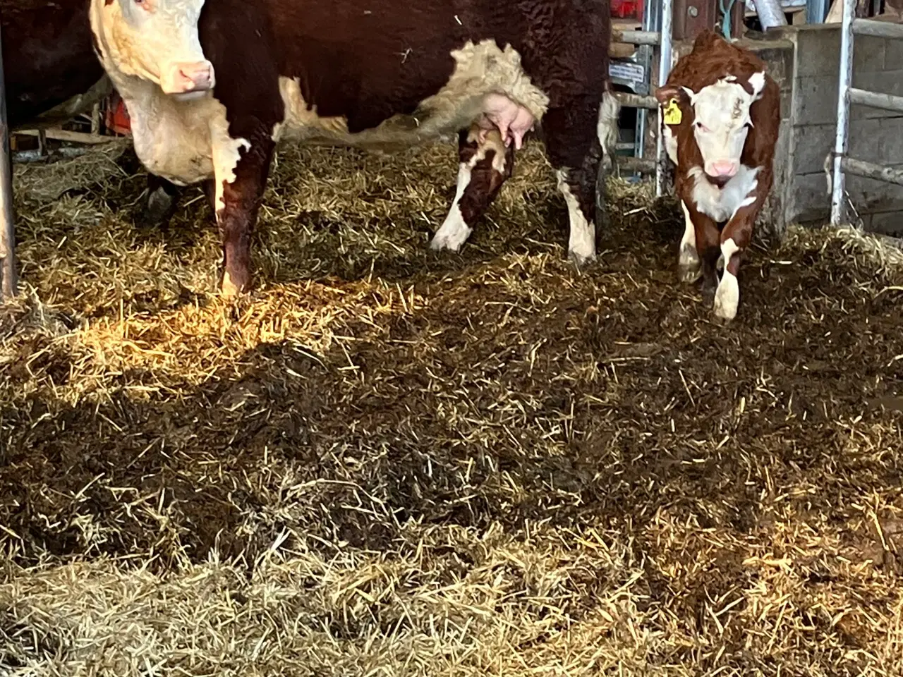 Billede 3 - Økologiske Hereford køer og drægtige kvier sælges 