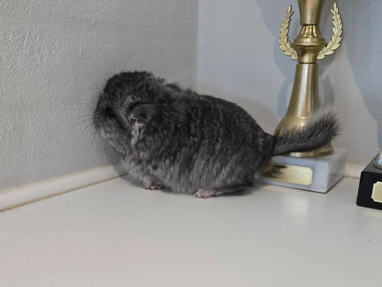 Billede 1 - Chinchilla unge