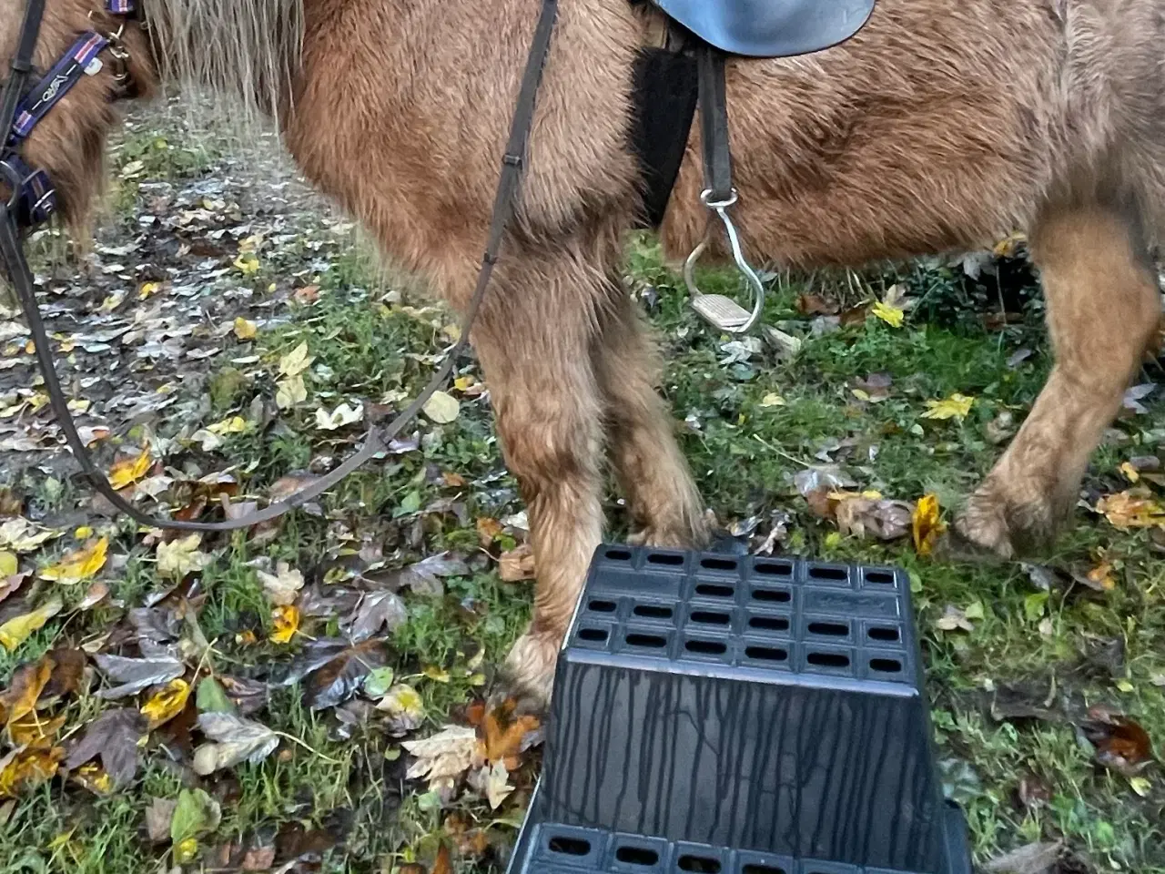 Billede 2 - Tøltende Skovturs- / Konehest