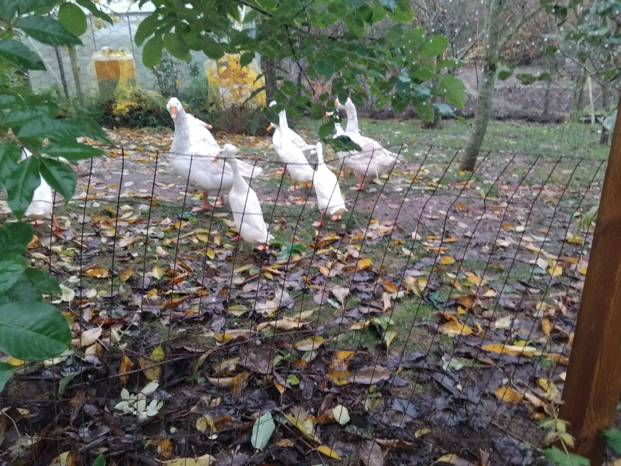 Billede 2 - Løbeandrikker med dusk på hovedet