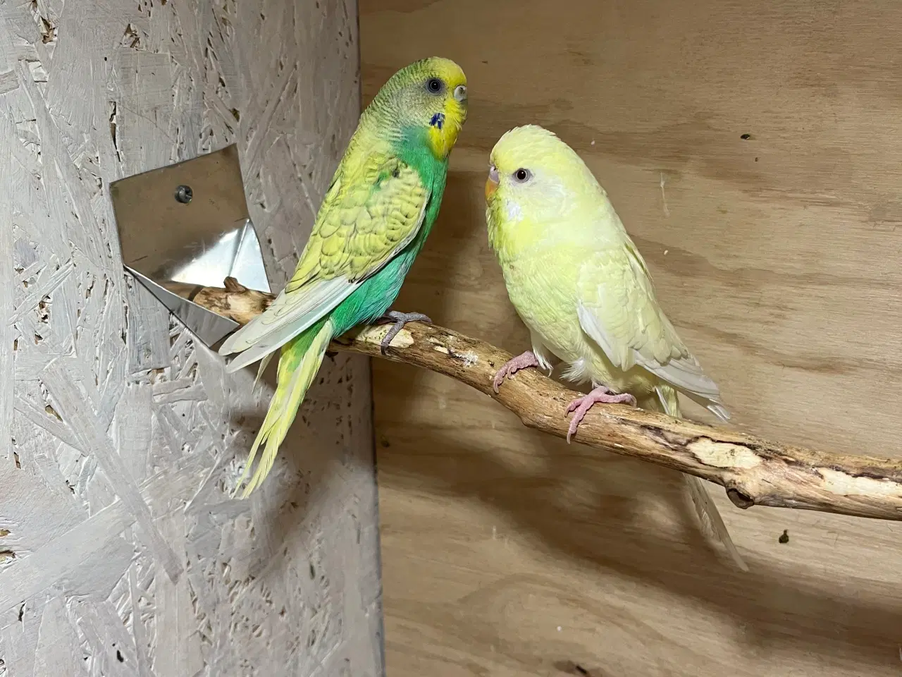 Billede 3 - Undulatpar