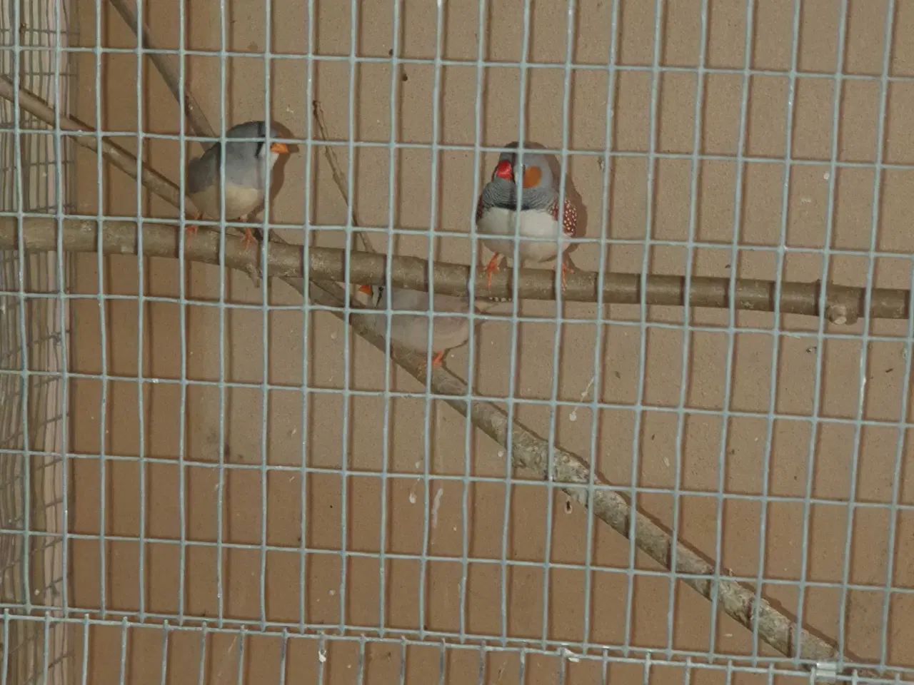 Billede 1 - Zebra finker