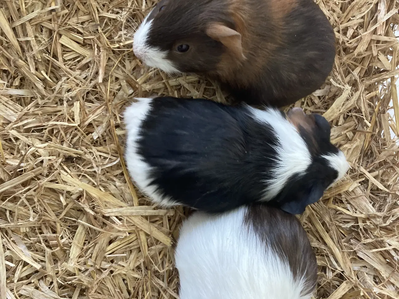 Billede 7 - Glathåret Marsvin 