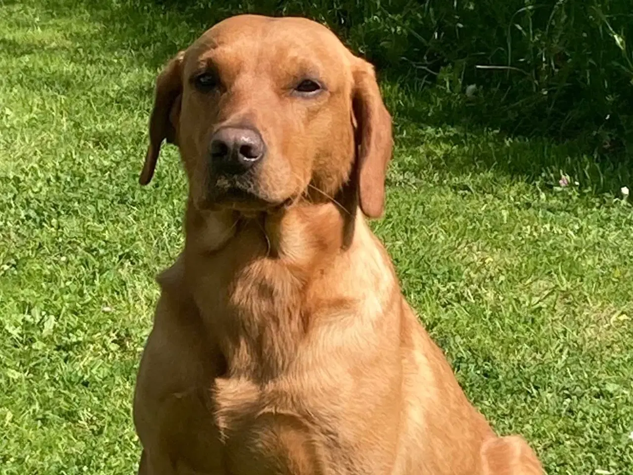 Billede 4 - Fox red labrador