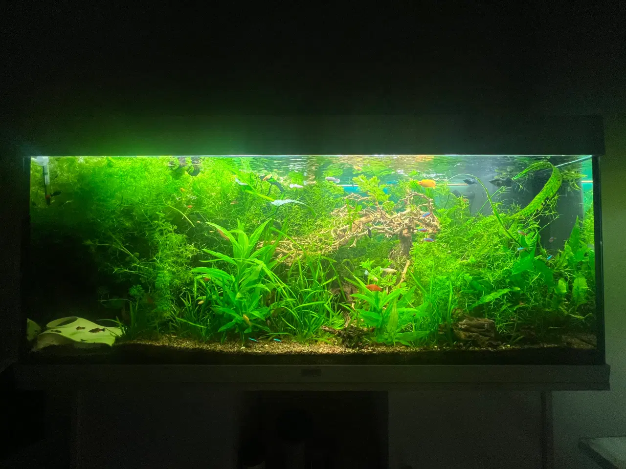 Billede 5 - Suge malle unger 